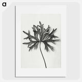 アートポスター-Aconitum Anthora (Yellow Monkshood Leaf) - カール ブロスフェルト Poster.