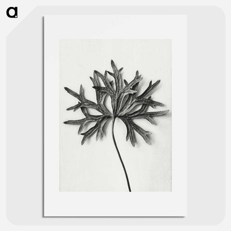 アートポスター-Aconitum Anthora (Yellow Monkshood Leaf) - カール ブロスフェルト Poster.