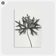 1-28_Karl-Blossfeldt_postcard