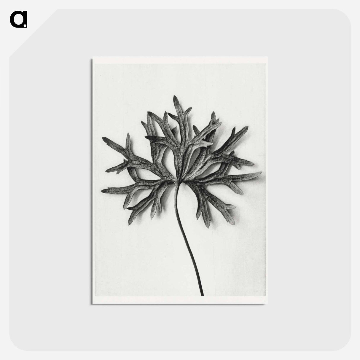 アートポストカード-Aconitum Anthora (Yellow Monkshood Leaf) - カール ブロスフェルト Postcard.