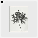アートポストカード-Aconitum Anthora (Yellow Monkshood Leaf) - カール ブロスフェルト Postcard.