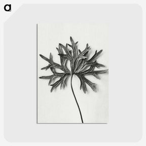 1-28_Karl-Blossfeldt_postcard