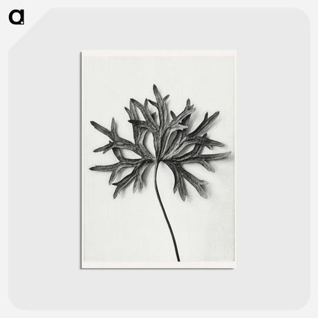 アートポストカード-Aconitum Anthora (Yellow Monkshood Leaf) - カール ブロスフェルト Postcard.