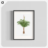 1-28_Les-Palmiers-Histoire-Iconographique_blk