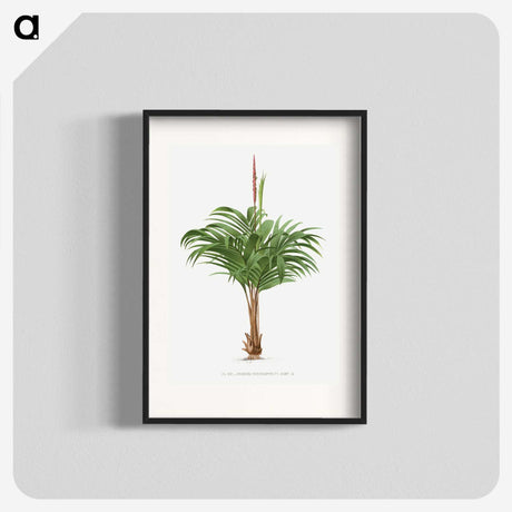 1-28_Les-Palmiers-Histoire-Iconographique_blk