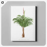 1-28_Les-Palmiers-Histoire-Iconographique_canvas