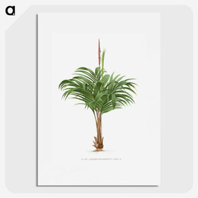1-28_Les-Palmiers-Histoire-Iconographique_picture