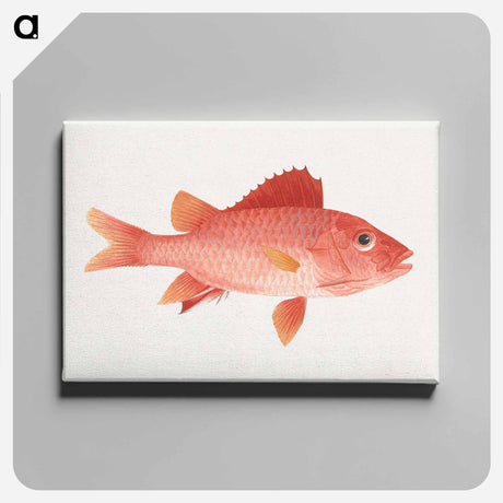 アートパネル-Unidentified Fish
 - ルイージ バルガーニ Canvas.