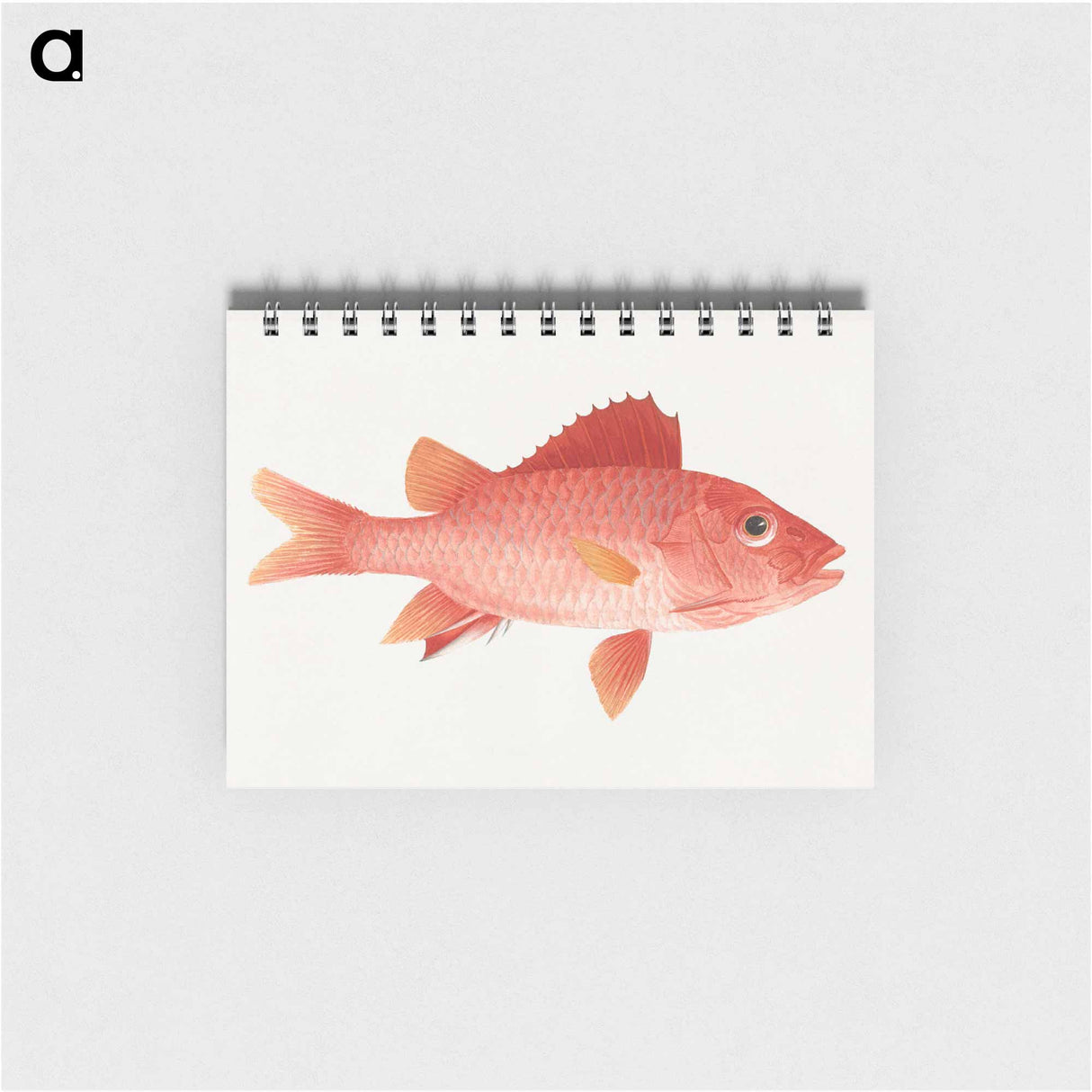 Unidentified Fish
 - ルイージ バルガーニ Memo.