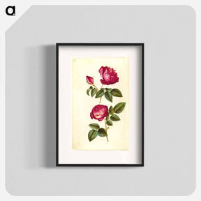 アートポスター-Rosa gallica and Rose
 - マリア ジビーラ メーリアン Poster.