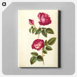 アートパネル-Rosa gallica and Rose
 - マリア ジビーラ メーリアン Canvas.
