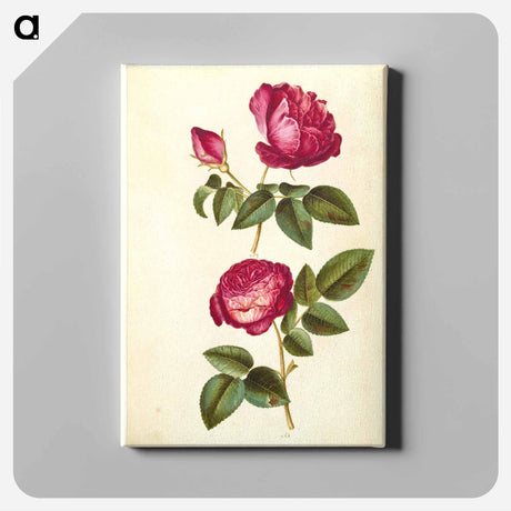 アートパネル-Rosa gallica and Rose
 - マリア ジビーラ メーリアン Canvas.