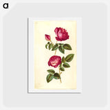 アートポストカード-Rosa gallica and Rose
 - マリア ジビーラ メーリアン Postcard.