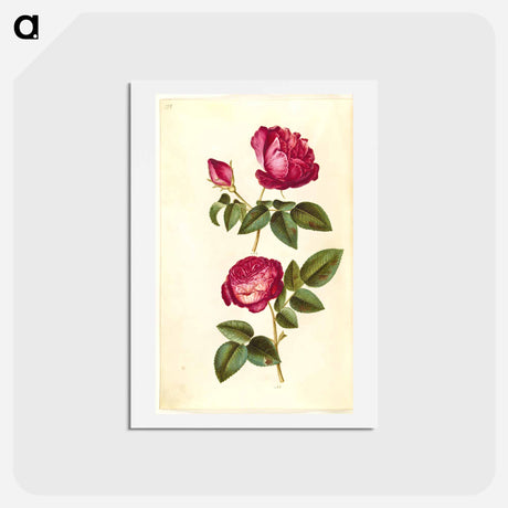 アートポストカード-Rosa gallica and Rose
 - マリア ジビーラ メーリアン Postcard.