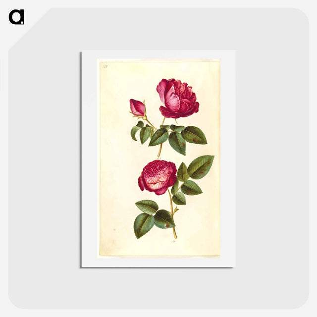 アートポストカード-Rosa gallica and Rose
 - マリア ジビーラ メーリアン Postcard.