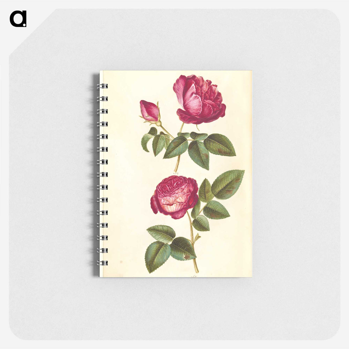 1-28_Maria-Sibylla-Merian_memo