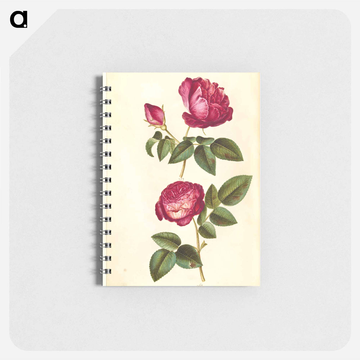 アートメモ帳-Rosa gallica and Rose
 - マリア ジビーラ メーリアン Memo.