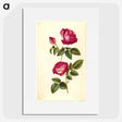 1-28_Maria-Sibylla-Merian_picture
