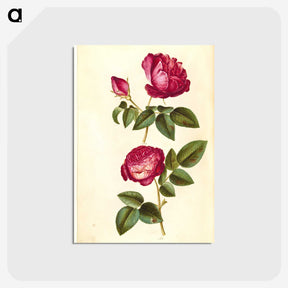 1-28_Maria-Sibylla-Merian_postcard