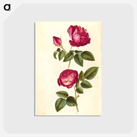 アートポストカード-Rosa gallica and Rose
 - マリア ジビーラ メーリアン Postcard.