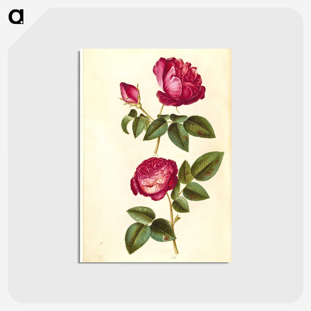 1-28_Maria-Sibylla-Merian_postcard