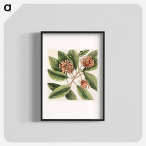アートポスター-Upright Honey-suckle, Yellow Jasmine, Hamamelis
 - マーク ケイツビー Poster.
