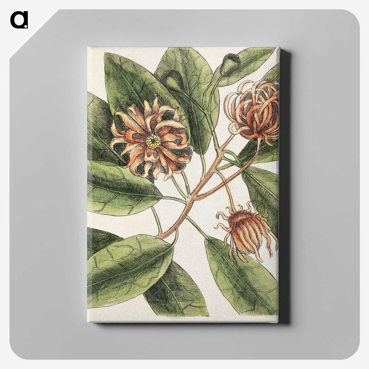 1-28_Mark-Catesby_canvas
