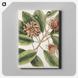 1-28_Mark-Catesby_canvas