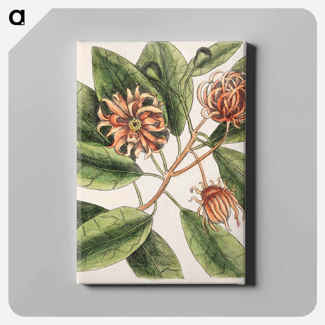 アートパネル-Upright Honey-suckle, Yellow Jasmine, Hamamelis
 - マーク ケイツビー Canvas.