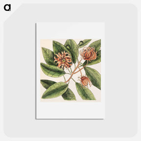 アートポストカード-Upright Honey-suckle, Yellow Jasmine, Hamamelis
 - マーク ケイツビー Postcard.
