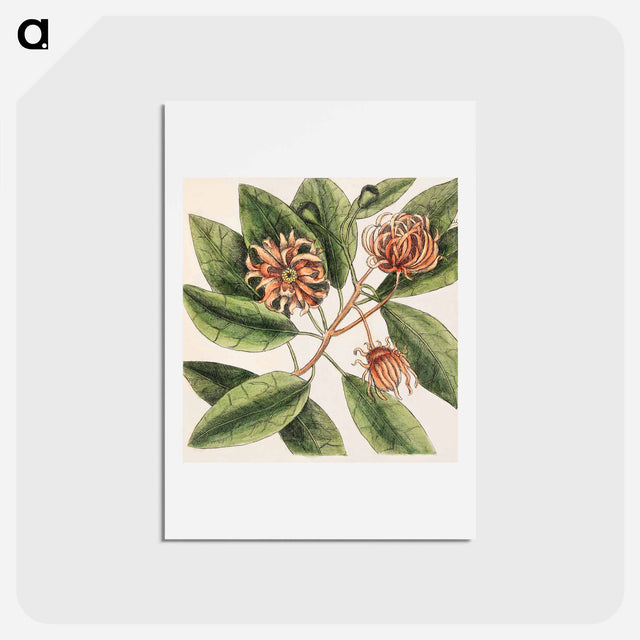 アートポストカード-Upright Honey-suckle, Yellow Jasmine, Hamamelis
 - マーク ケイツビー Postcard.