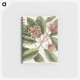 1-28_Mark-Catesby_memo