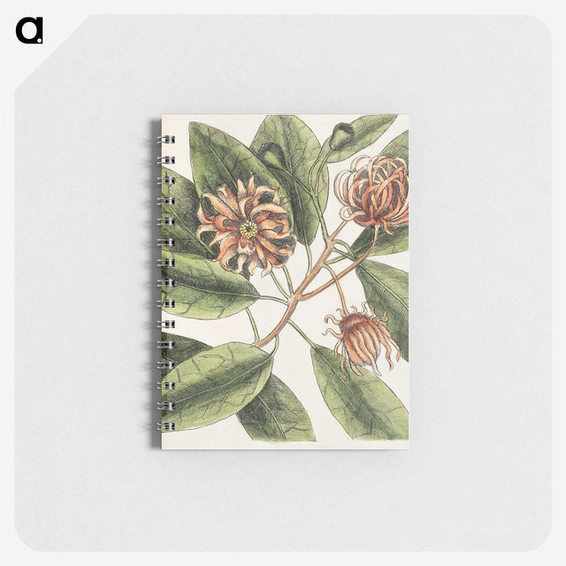 1-28_Mark-Catesby_memo
