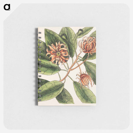 アートメモ帳-Upright Honey-suckle, Yellow Jasmine, Hamamelis
 - マーク ケイツビー Memo.