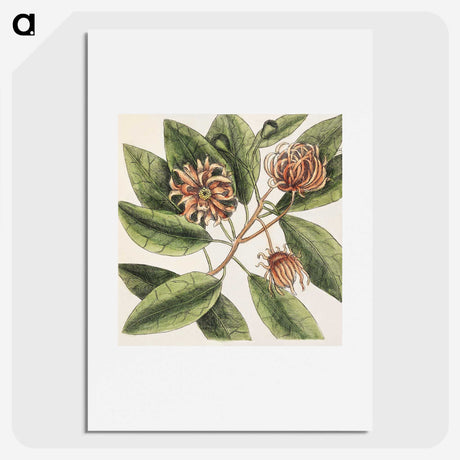 1-28_Mark-Catesby_picture