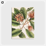 アートポストカード-Upright Honey-suckle, Yellow Jasmine, Hamamelis
 - マーク ケイツビー Postcard.