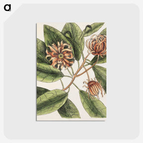 1-28_Mark-Catesby_postcard