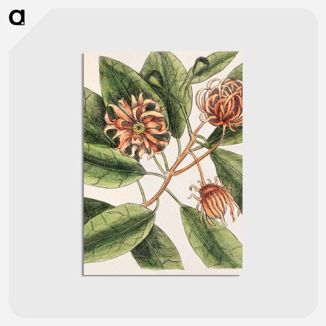 アートポストカード-Upright Honey-suckle, Yellow Jasmine, Hamamelis
 - マーク ケイツビー Postcard.