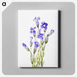 1-28_Mary-Vaux-Walcott_canvas