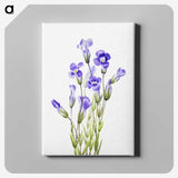 1-28_Mary-Vaux-Walcott_canvas