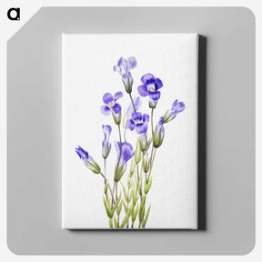 1-28_Mary-Vaux-Walcott_canvas