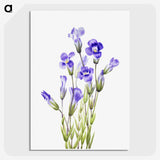 1-28_Mary-Vaux-Walcott_picture-crop