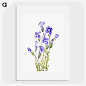 1-28_Mary-Vaux-Walcott_picture