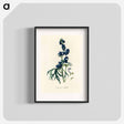 アートポスター-Monk's-Hood Illustration
 - 薬用植物学 Poster.