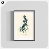 アートポスター-Monk's-Hood Illustration
 - 薬用植物学 Poster.