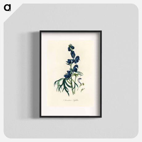 アートポスター-Monk's-Hood Illustration
 - 薬用植物学 Poster.