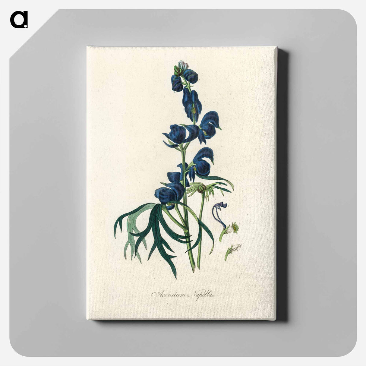 アートパネル-Monk's-Hood Illustration
 - 薬用植物学 Canvas.