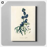 アートパネル-Monk's-Hood Illustration
 - 薬用植物学 Canvas.