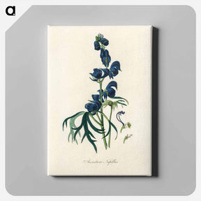アートパネル-Monk's-Hood Illustration
 - 薬用植物学 Canvas.