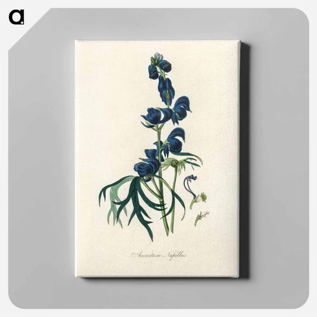 アートパネル-Monk's-Hood Illustration
 - 薬用植物学 Canvas.